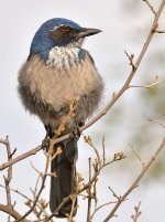 ScrubJay6.jpg