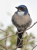 ScrubJay.jpg