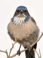 ScrubJay3.jpg