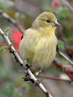 Goldfinch.jpg