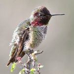 Hummer16.jpg