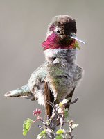 Hummer14.jpg