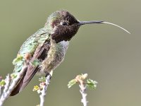 Hummer18.jpg