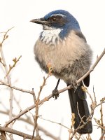 ScrubJay4.jpg