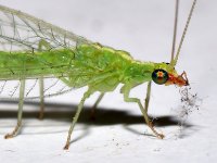 Lacewing2.jpg