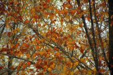 Autumn in the Snow 12-1-2016.jpg