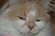 043 Oh Really Creature-130212_01.jpg