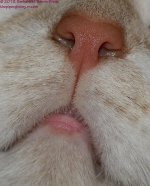 043 The Nose Knows-130212_01.jpg