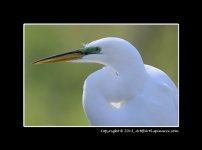 Egret-backlit.jpg