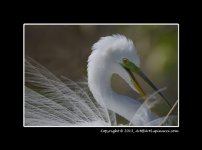 Egret-Nest-making.jpg