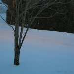 fev12 morning color.jpg