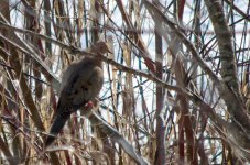 DSC_3614.jpg