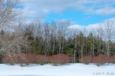 DSC_3617.jpg