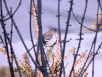 Yellow Rumper Warbler.jpg