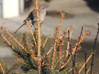 Yellowrumper warbler.jpg