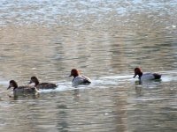DSCN4420.jpg
