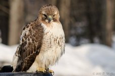 DSC_3663.jpg