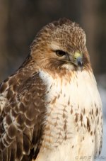DSC_3671.jpg