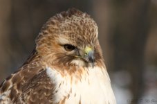 DSC_3672.jpg