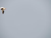DSCN4466.jpg