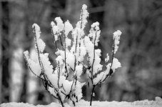 DSC_3698.jpg