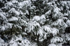 DSC_3700.jpg