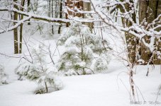 DSC_3706.jpg