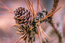 20130217-_1RB2920.jpg