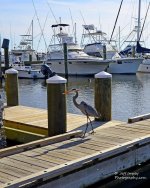 _DSC6294.jpg