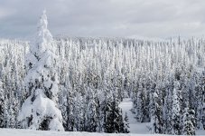 Trees.jpg
