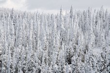 Trees1.jpg