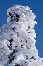 Tree4.jpg