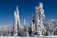 Tree6.jpg