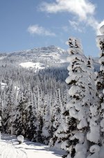 Trees4.jpg