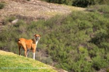 _D8A3556-Edit-Edit-ps.jpg