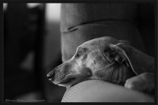 Frankie Black and White.jpg