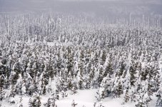 Trees7.jpg