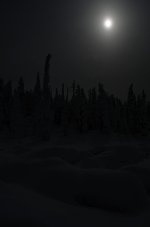 Trees8.jpg
