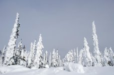 Trees9.jpg