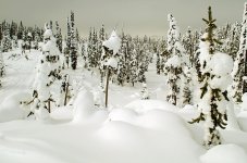 Trees11.jpg