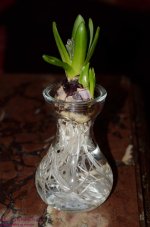 053 Hyacinth-130222_01.jpg