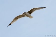 DSC_4201.jpg