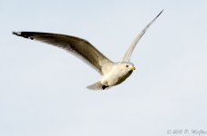 DSC_4202.jpg
