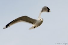 DSC_4203.jpg
