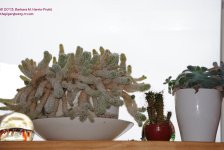 054 Cacti-130223_01.jpg