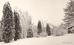 Snowy backyard.jpg