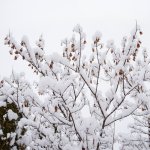 snowy tree.jpg