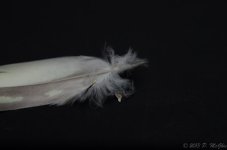 DSC_4402.jpg
