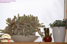055 Cacti-130224_01.jpg