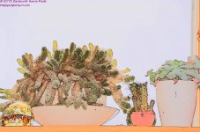 055 Cacti-130224-CS_01.jpg
